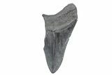 Partial Fossil Megalodon Tooth - South Carolina #362570-1